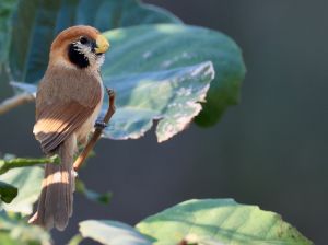Spot-breasted Parrotbill, 点胸鸦雀, Paradoxornis guttaticollis-gallery-13