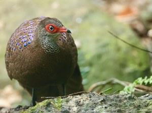 Hainan Peacock-Pheasant, 海南孔雀雉, Polyplectron katsumatae-gallery-1