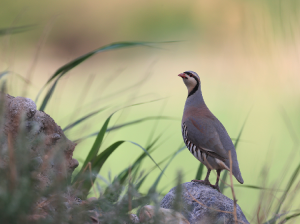 Chukar Partridge, 石鸡, Alectoris chukar-gallery-60