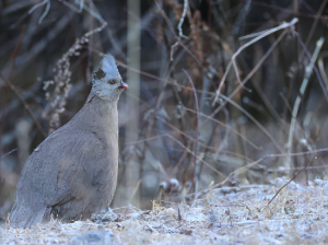 Blood Pheasant, 血雉, Ithaginis cruentus-gallery-29