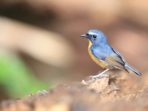 Snowy-browed Flycatcher, 棕胸蓝姬鹟, Ficedula hyperythra-gallery-49