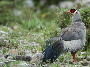 White Eared Pheasant, 白马鸡, Crossoptilon crossoptilon-gallery-26