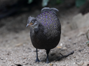 Grey Peacock- Pheasant, 灰孔雀雉, Polyplectron bicalcaratum-gallery-12