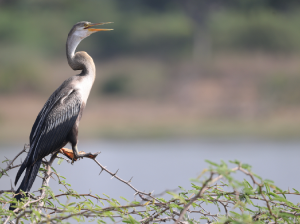 Oriental Darter, 黑腹蛇鹈, Anhinga melanogaster-gallery-6