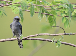 Indochinese Cuckooshrike, 灰鹃鵙, Lalage polioptera-gallery-20