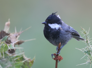 Rufous-naped Tit, 棕枕山雀, Periparus rufonuchalis-gallery-10