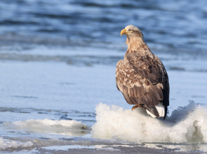 White-tailed Eagle, 白尾海雕, Haliaeetus albicilla-gallery-24