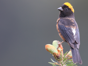 Golden-naped Finch, 金枕黑雀, Pyrrhoplectes epauletta-gallery-41