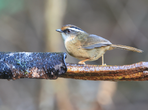 Rusty-capped Fulvetta, 褐胁雀鹛, Alcippe dubia-gallery-52