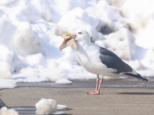 Slaty-backed Gull, 灰背鸥, Larus schistisagus-gallery-7