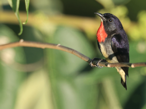 Grey-bellied Flowerpecker, 灰胁啄花鸟, Dicaeum celebicum-gallery-9