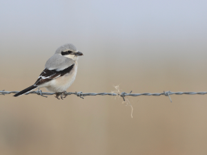 Great Grey Shrike, 西方灰伯劳, Lanius excubitor-gallery-68