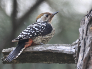 Brown-fronted Woodpecker, 褐额啄木鸟, Dendrocoptes auriceps-gallery-9