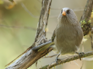Great Parrotbill, 红嘴鸦雀, Conostoma aemodium-gallery-8