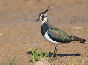 Northern Lapwing, 凤头麦鸡, Vanellus vanellus-gallery-15