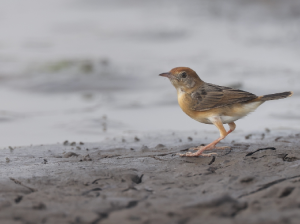 Golden-headed Cisticola, 金头扇尾莺, Cisticola exilis-gallery-62