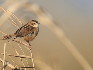 Zitting Cisticola, 棕扇尾莺, Cisticola juncidis-gallery-37