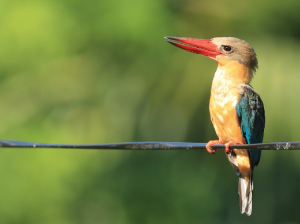 Stork-billed Kingfisher, 鹳嘴翡翠, Pelargopsis capensis-gallery-11