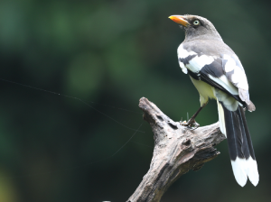White-winged Magpie, 白翅蓝雀, Urocissa whiteheadi-gallery-9