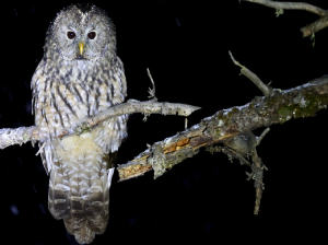 Pere David’s Owl, 四川林鸮, Strix davidi-gallery-17