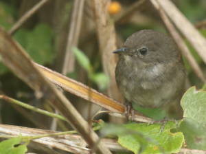 Taiwan Bush Warbler, 台湾短翅莺, Locustella alishanensis-gallery-35