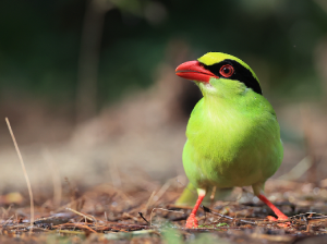 Common Green Magpie, 蓝绿鹊, Cissa chinensis-gallery-18