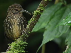 Long-billed Wren-babbler, 长嘴鹩鹛, Rimator malacoptilus-gallery-2