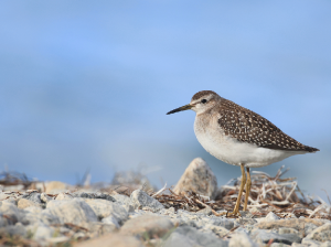 Wood Sandpiper, 林鹬, Tringa glareola-gallery-43