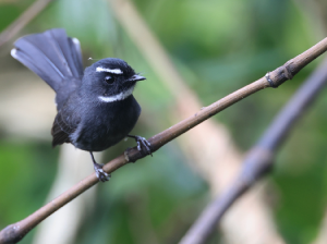 White-throated Fantail, 白喉扇尾鹟, Rhipidura albicollis-gallery-63