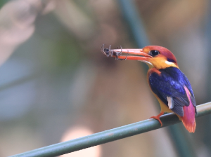 Oriental Dwarf Kingfisher, 三趾翠鸟, Ceyx erithaca-gallery-21