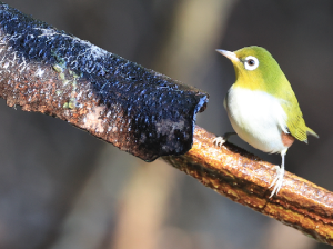 Chestnut-flanked White-eye, 红胁绣眼鸟, Zosterops erythropleurus-gallery-53