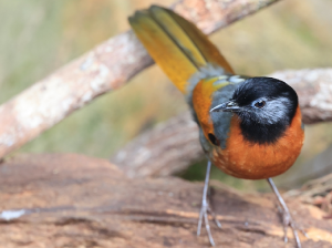Collared Laughingthrush, 纹枕噪鹛, Trochalopteron yersini-gallery-50