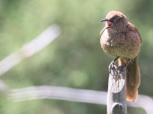 Tibetan Babax, 棕草鹛, Pterorhinus koslowi-gallery-34