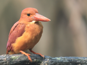 Ruddy Kingfisher, 赤翡翠, Halcyon coromanda-gallery-7