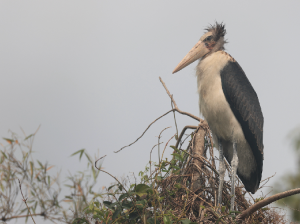 Lesser Adjutant, 秃鹳, Leptoptilos javanicus-gallery-16