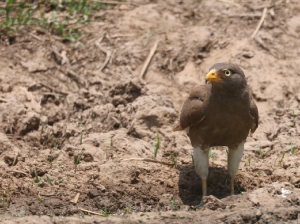 Rufous-winged Buzzard, 棕翅鵟鹰, Butastur liventer-gallery-47