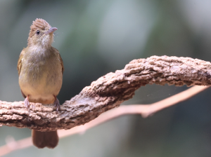 Grey-eyed Bulbul, 灰眼短脚鹎, Iole propinqua-gallery-9
