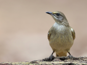 Streak-eared Bulbul, 条耳鹎, Pycnonotus conradi-gallery-10