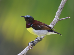 Purple-rumped Sunbird, 紫腰花蜜鸟, Leptocoma zeylonica-gallery-46