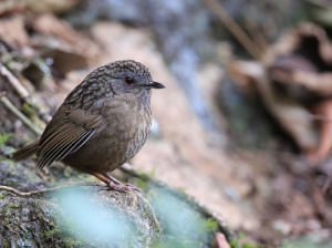 Streaked Wren-Babbler, 短尾鹪鹛, Napothera brevicaudata-gallery-5