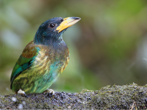 Great Barbet, 大拟啄木鸟, Psilopogon virens-gallery-29