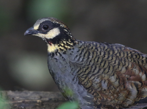 Taiwan Partridge, 台湾山鷓鸪, Arborophila crudigularis-gallery-1