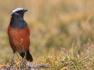 Guldenstat’s Redstart, 红腹红尾鸲, Phoenicurus erythrogastrus-gallery-6
