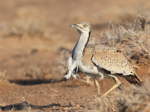 MacQueen’s Bustard, 波斑鸨, Chlamydotis macqueenii-gallery-0