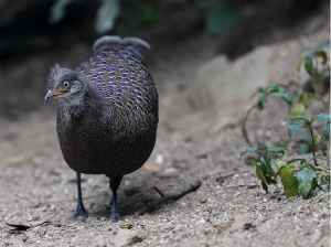 Grey Peacock- Pheasant, 灰孔雀雉, Polyplectron bicalcaratum-gallery-13