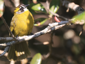Yellow-eared Bulbul, 黄耳鹎, Pycnonotus penicillatus-gallery-21