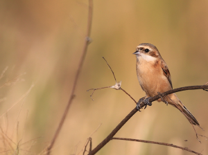 Chinese Penduline Tit, 中华攀雀, Remiz consobrinus-gallery-31