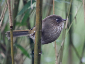 Taiwan Fulvetta, 台湾雀鹛, Fulvetta formosana-gallery-21