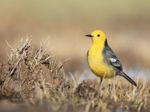 Citrine Wagtail, 黄头鹡鸰, Motacilla citreola-gallery-11