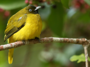 Andaman Bulbul, 安达曼鹎, Brachypodius fuscoflavescens-gallery-9
